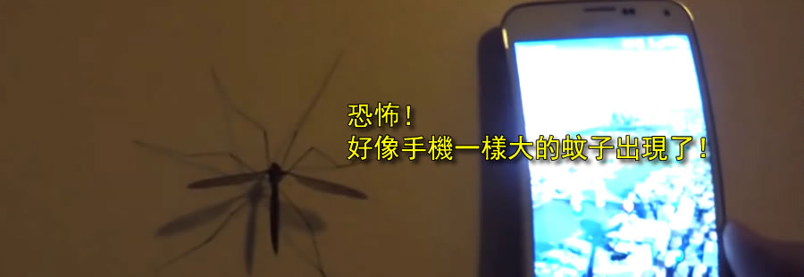 人類破壞環境的惡果：好像手機一樣大的蚊子出現了！